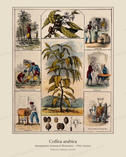 Coffea arabica by Anonymous botanical illustrator