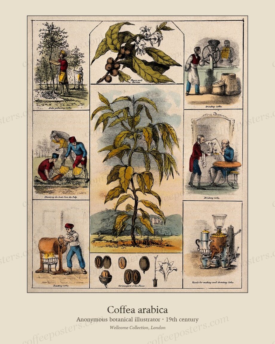 Coffea arabica by Anonymous botanical illustrator