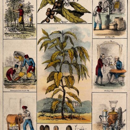 Coffea arabica — Flower & Fruit, Segmented by Anonymous botanical illustrator