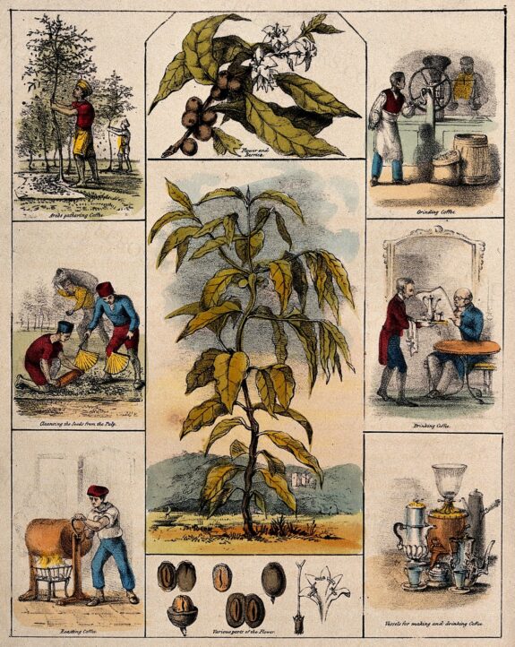 Coffea arabica — Flower & Fruit, Segmented by Anonymous botanical illustrator, 19th century — archival coffee print from Wellcome Collection, London