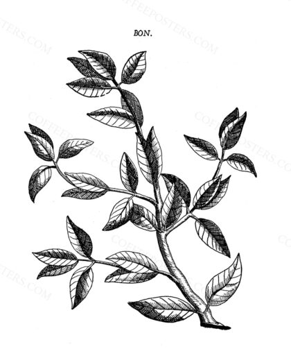 Bon Alpin 1735 by Prospero Alpino, 1735 — archival coffee print from Wikimedia Commons (institutional source)