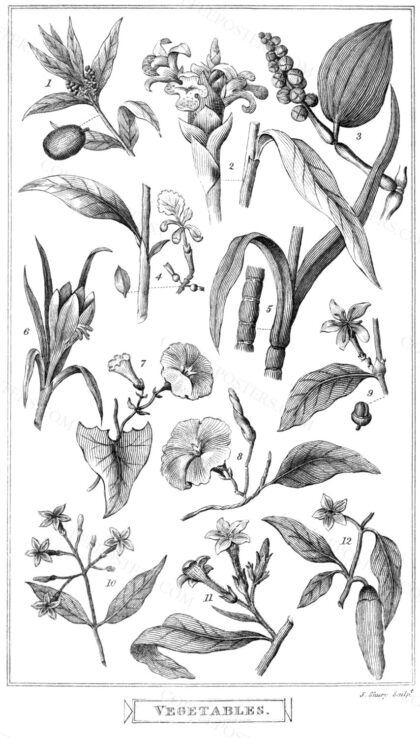 Vegetables (Useful Knowledge) Plate 1 by Rev. Wiliam Bingley, 1825 — archival coffee print from Wikimedia Commons (institutional source)