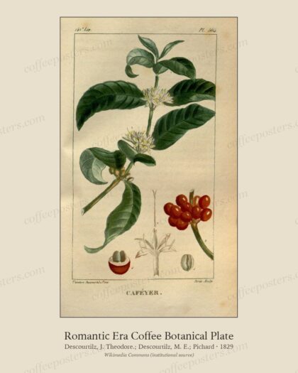 Flore médicale des Antilles, ou, Traité des plantes usuelles (10559227043) by Descourtilz, J. Theodore.; Descourtilz, M. E.; Pichard, 1829 — archival coffee print from Wikimedia Commons (institutional source)