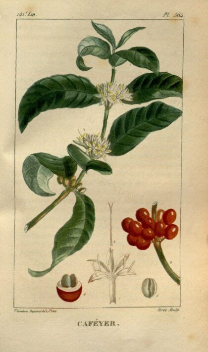 Flore médicale des Antilles, ou, Traité des plantes usuelles (10559227043) by Descourtilz, J. Theodore.; Descourtilz, M. E.; Pichard, 1829 — archival coffee print from Wikimedia Commons (institutional source)