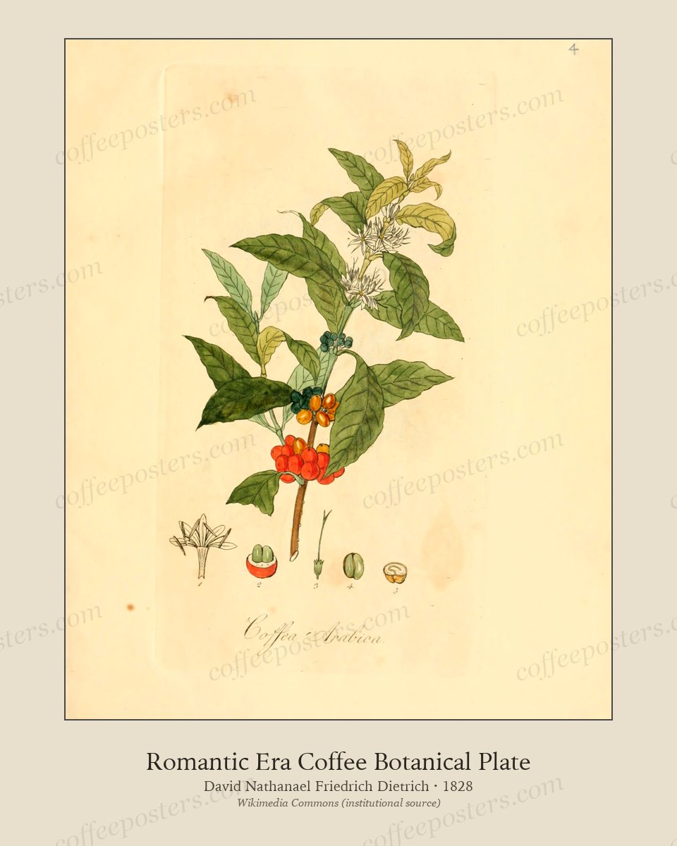 Flora medica, oder, Abbildung der wichtigsten officinellen Pflanzen (Pl. 004)… by David Nathanael Friedrich Dietrich, 1828 — archival coffee print from Wikimedia Commons (institutional source)