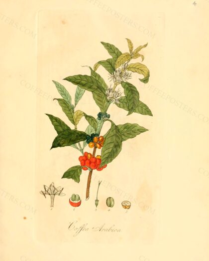 Flora medica, oder, Abbildung der wichtigsten officinellen Pflanzen (Pl. 004)… by David Nathanael Friedrich Dietrich, 1828 — archival coffee print from Wikimedia Commons (institutional source)