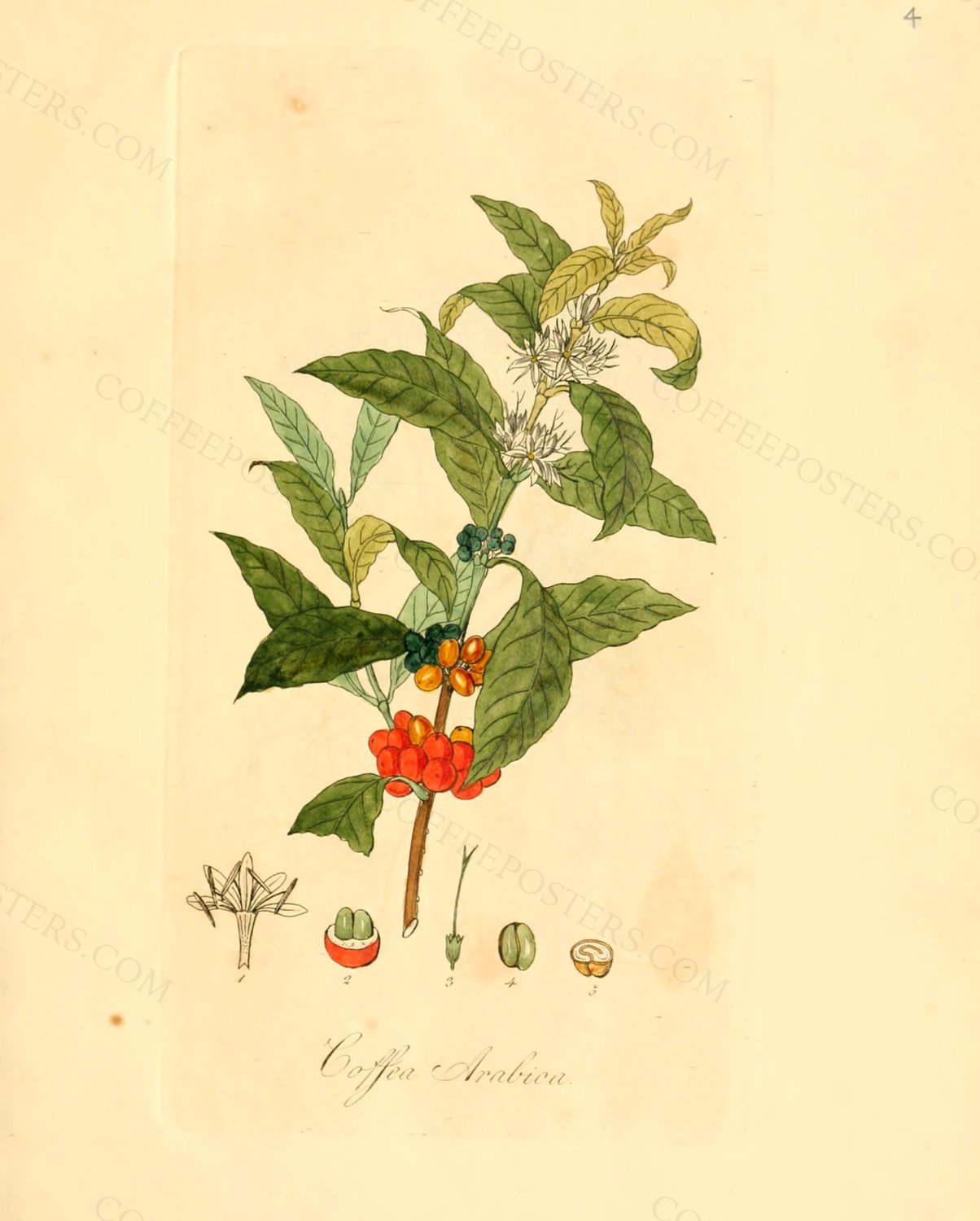 Flora medica, oder, Abbildung der wichtigsten officinellen Pflanzen (Pl. 004)… by David Nathanael Friedrich Dietrich, 1828 — archival coffee print from Wikimedia Commons (institutional source)