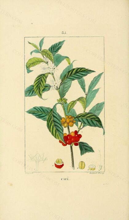 Flore médicale (9725132222) by Chamberet, Jean-Baptiste-Joseph-Anne-César Tyrbas de; Chamberet, Jean-Baptiste-Joseph-Anne-César Tyrbas de; Chaumeton, François Pierre; Chaumeton, François Pierre; Panckoucke, C. L. F.; Panckoucke, Ernestine; Panckoucke, Ernestine; Poiret, Jean Louis Marie; Turpin, P. J. F, 1828 — archival coffee print from Wikimedia Commons (institutional source)
