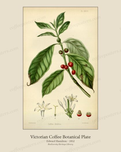 The flora homoeopathica (Plate XXIII) BHL6163729 by Edward Hamilton, 1852 — archival coffee print from Biodiversity Heritage Library