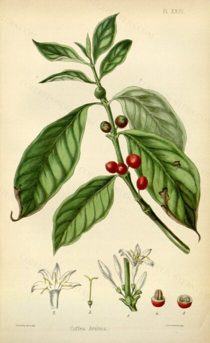 The flora homoeopathica (Plate XXIII) BHL6163729 by Edward Hamilton, 1852 — archival coffee print from Biodiversity Heritage Library