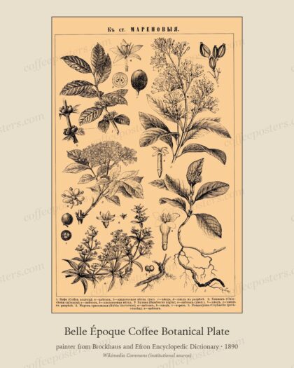 Belle Époque Coffee Botanical Plate