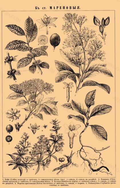 Brockhaus and Efron Encyclopedic Dictionary b36 608-0 by painter from Brockhaus and Efron Encyclopedic Dictionary, 1890 — archival coffee print from Wikimedia Commons (institutional source)