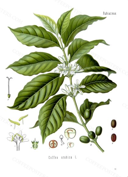 Coffea arabica - Köhler–s Medizinal-Pflanzen-189 by Franz Eugen Köhler, 1883 — archival coffee print from Wikimedia Commons (institutional source)