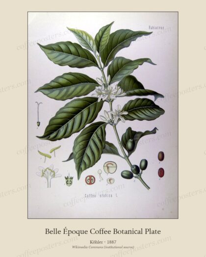 Coffea arabica -Köhler-original by Köhler, 1887 — archival coffee print from Wikimedia Commons (institutional source)