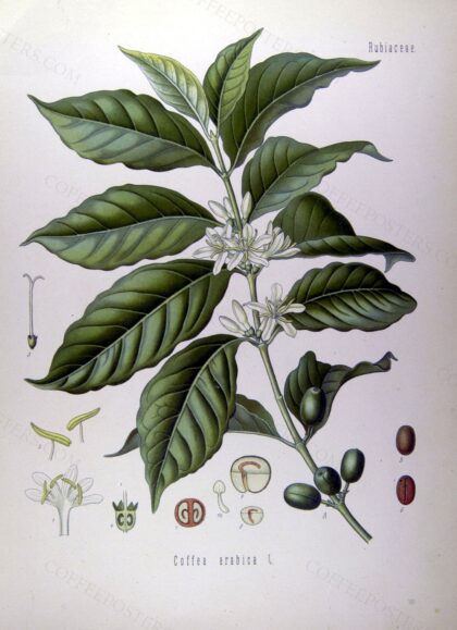 Coffea arabica -Köhler-original by Köhler, 1887 — archival coffee print from Wikimedia Commons (institutional source)