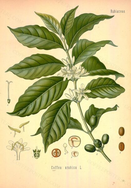 Köhler's Medizinal-Pflanzen in naturgetreuen Abbildungen mit kurz erläuternde… by Brandt, Wilhelm; Gürke, M.; Köhler, F. E.; Pabst, G.; Schellenberg, G.; Vogtherr, Max, 1890 — archival coffee print from Wikimedia Commons (institutional source)