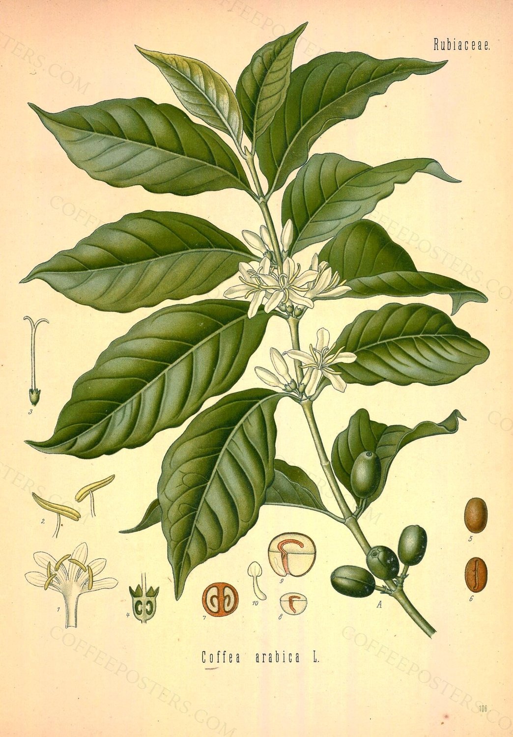 Köhler's Medizinal-Pflanzen in naturgetreuen Abbildungen mit kurz erläuternde… by Brandt, Wilhelm; Gürke, M.; Köhler, F. E.; Pabst, G.; Schellenberg, G.; Vogtherr, Max, 1890 — archival coffee print from Wikimedia Commons (institutional source)