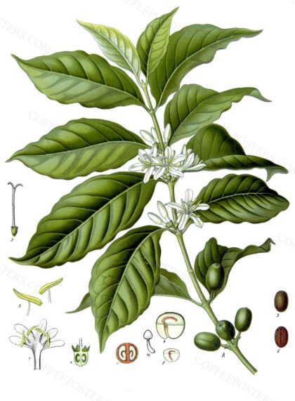 Koeh-189-cropped by Köhler's Medizinal-Pflanzen Franz Eugen Köhler, 1897 — archival coffee print from Wikimedia Commons (institutional source)