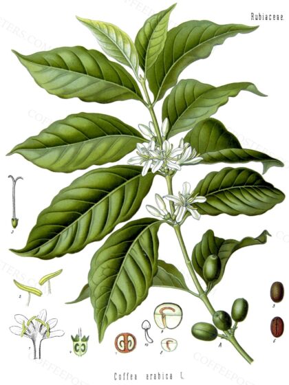 Coffea arabica - Köhler–s Medizinal-Pflanzen-189 (cropped) by Franz Eugen Köhler, 1883 — archival coffee print from Wikimedia Commons (institutional source)