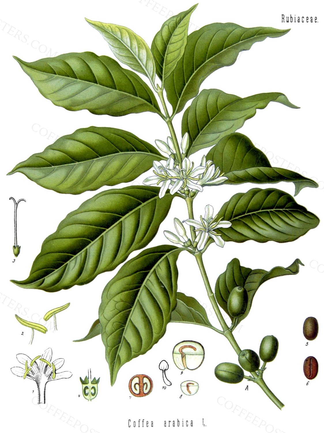 Coffea arabica - Köhler–s Medizinal-Pflanzen-189 (cropped) by Franz Eugen Köhler, 1883 — archival coffee print from Wikimedia Commons (institutional source)