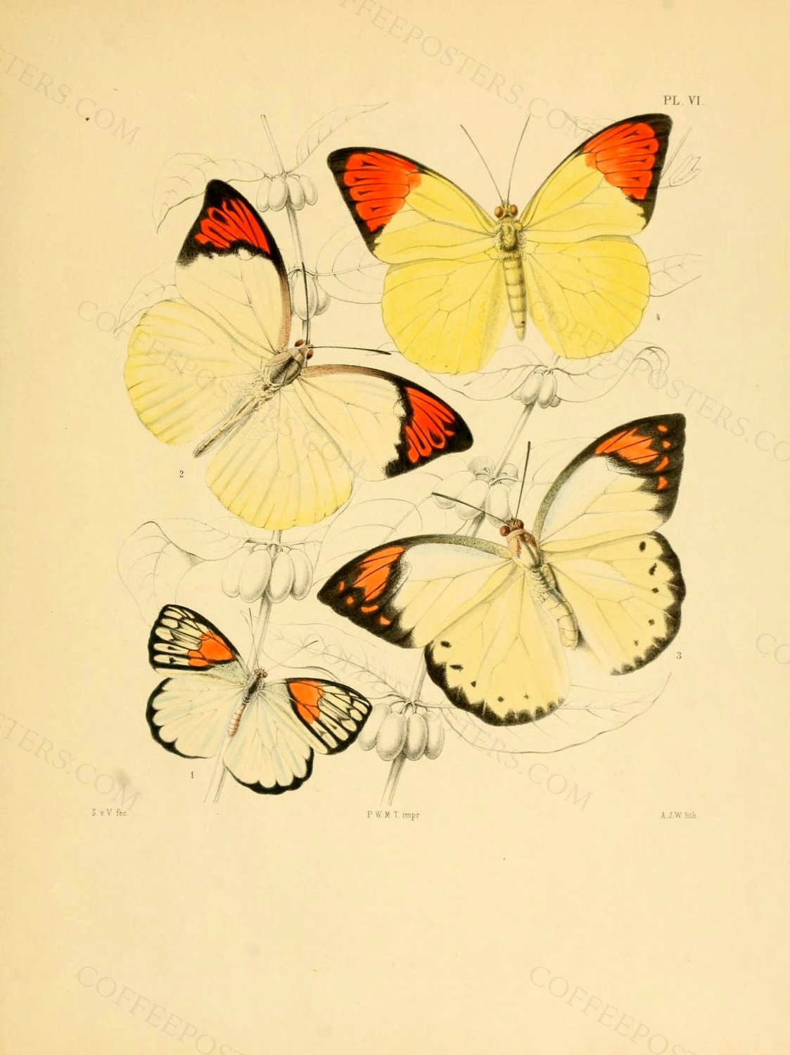 Vollenhoven1865FauneEntPlateVI by J O Westwood, 1865 — archival coffee print from Wikimedia Commons (institutional source)