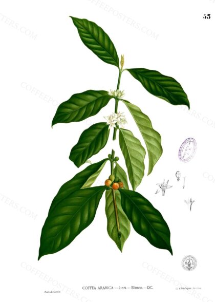 Coffea arabica Blanco1.53 by Francisco Manuel Blanco (O.S.A.), 1880–1883 — archival coffee print from Wikimedia Commons (institutional source)