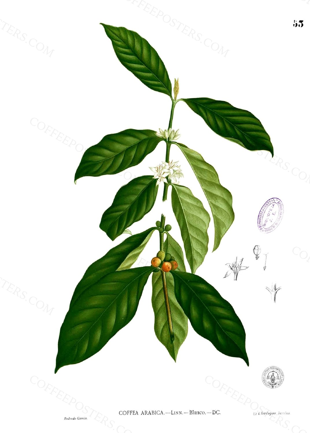 Coffea arabica Blanco1.53 by Francisco Manuel Blanco (O.S.A.), 1880–1883 — archival coffee print from Wikimedia Commons (institutional source)