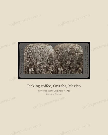 Picking coffee, Orizaba, Mexico