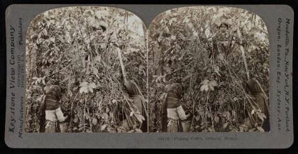 Picking coffee, Orizaba, Mexico
