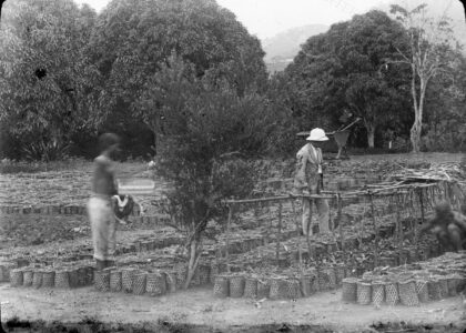 Pépinière de caféiers et de cacaoyers du jardin d'essai d'Etolower au Cameroun / P