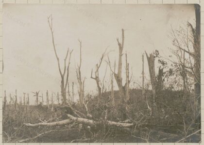 Station de l'Ivoloina (Tamatave). Caféiers sous Albizzia après le cyclone de 1928