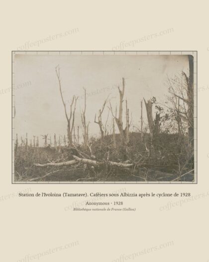 Station de l'Ivoloina (Tamatave). Caféiers sous Albizzia après le cyclone de 1928