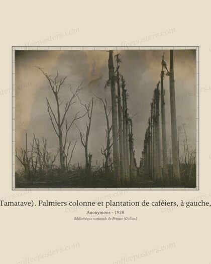 Station de l'Ivoloina (Tamatave). Palmiers colonne et plantation de caféiers, à gauche, après le cyclone de…
