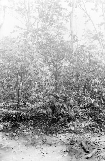 Caféier chargé de fruits malgré l'Hemileia ou rouille