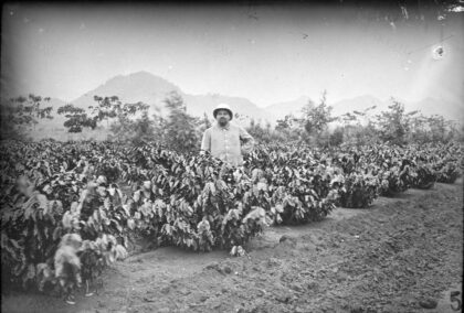 Jeune plantation de caféiers en Indochine