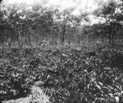 Caféiers du domaine de Dong-Grao en Indochine