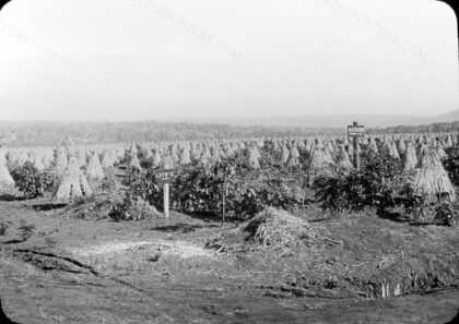 Jeune plantation de caféiers au Laos protégée du soleil par des abris de paille