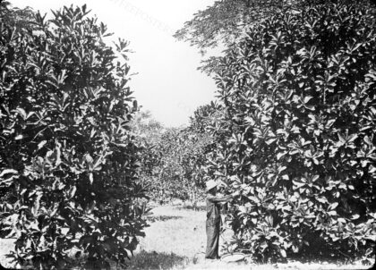 Plantation de caféiers chari à 5 x 5 avec cultures intercalaires