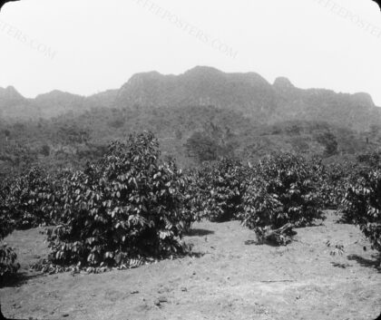 Plantation de caféiers dans le domaine de Nhu-Xuan en Indochine