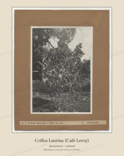 Coffea Laurina (Café Leroy)