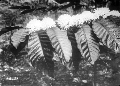Rameau de Coffea robusta en fleurs