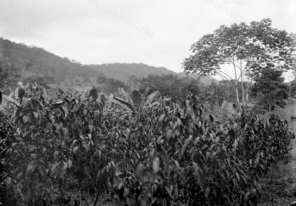 Plantation de caféiers avec des bananiers