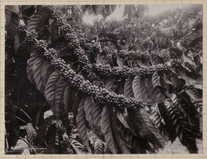 Rameau en pleine fructification de Coffea robusta (Soerabaja, Java)