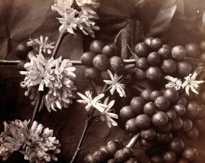 The blossom and fruit of a coffee tree (Coffea arabica) Photograph