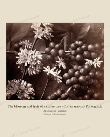The blossom and fruit of a coffee tree (Coffea arabica) Photograph
