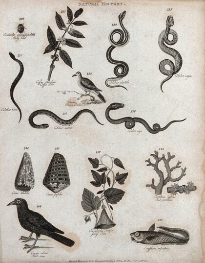 Above, a ladybird, a sprig of a coffee tree, five coluber snakes and a brown indian dove; below, tendrils o…