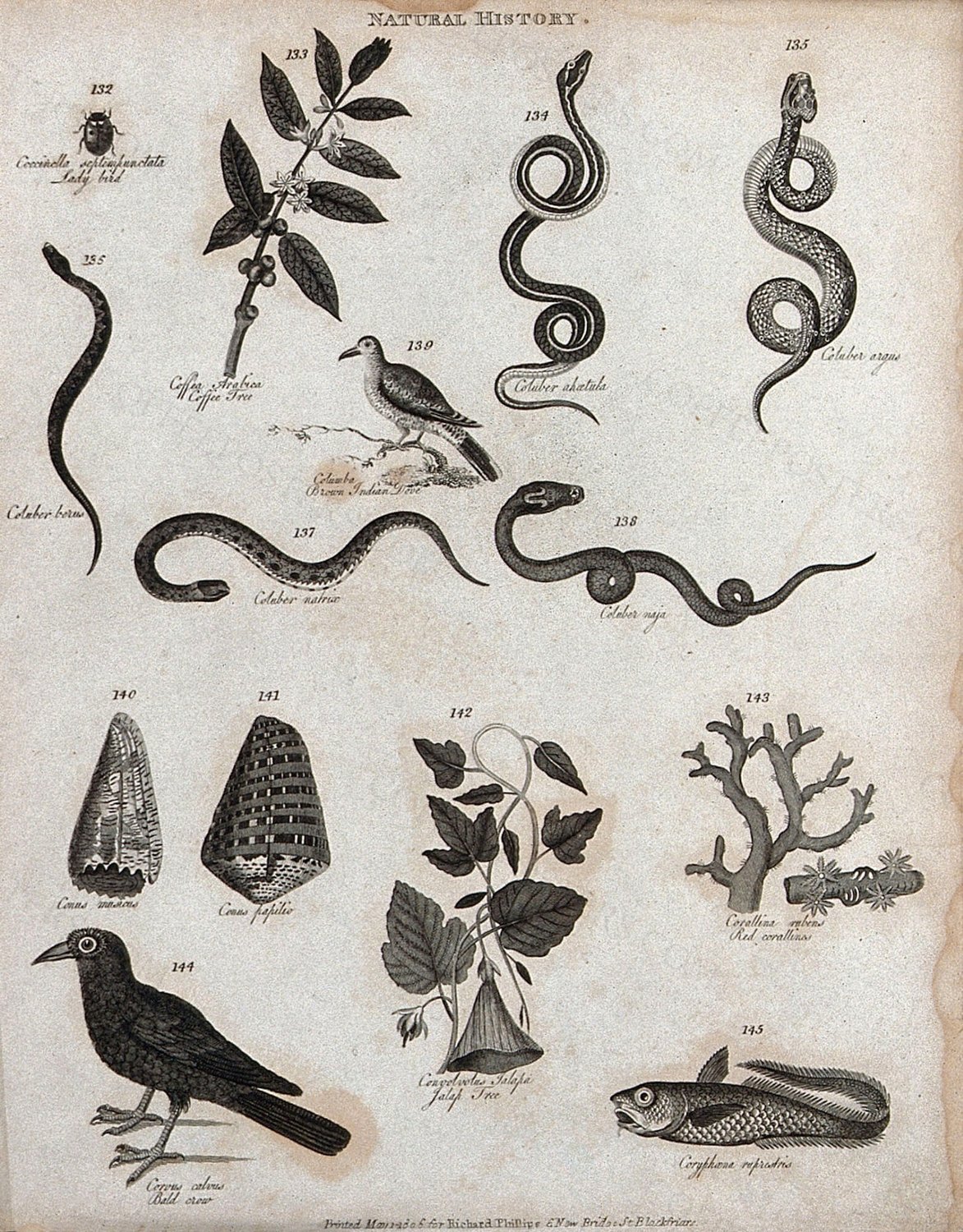 Above, a ladybird, a sprig of a coffee tree, five coluber snakes and a brown indian dove; below, tendrils o…