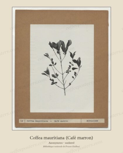 Coffea mauritiana (Café marron)