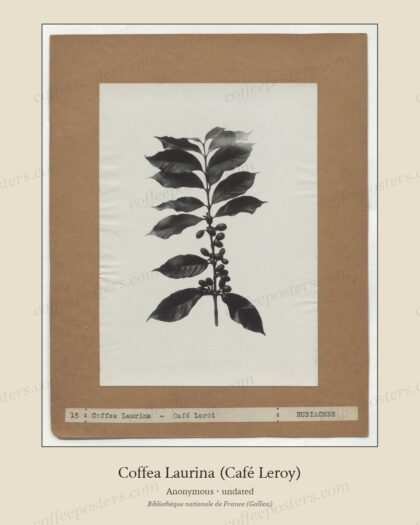 Coffea Laurina (Café Leroy)