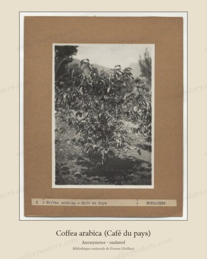Coffea arabica (Café du pays)